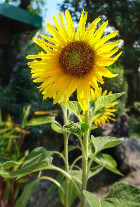 How To Grow Sunflowers For Seeds