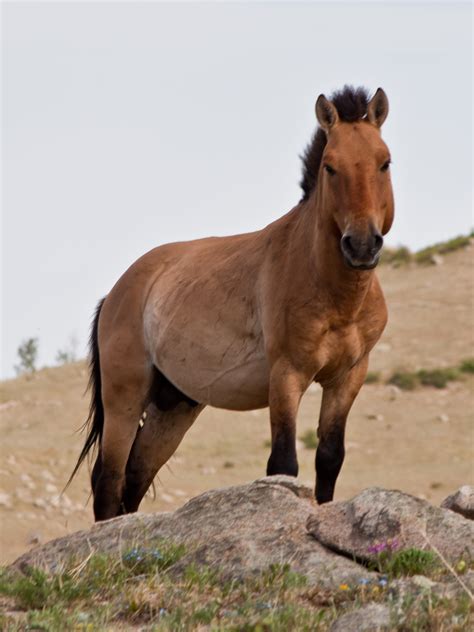 Effort Begins to Revive Endangered Przewalski Horse Population in