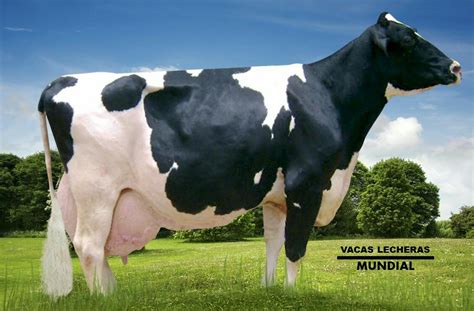 Características Del Ganado Raza Holstein Todo Sobre Ganado