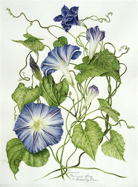 Листья мягкие, большие, зеленые, сердцевидные. Ipomoea purpurea (Morning Glory) | Botanical illustration ...