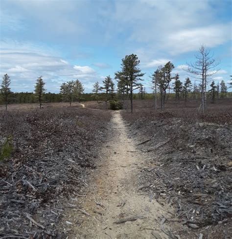 3 Epic Hiking Trails In Myles Standish State Forest Carver Ma