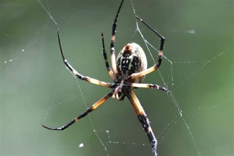 Are Wood Spiders Poisonous Fauna Facts