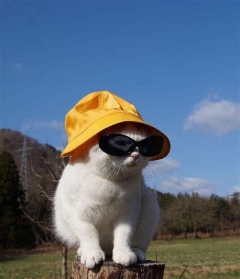 Pins Tookiex Cat Wearing A Bucket Hat And Sunglasses Cat Aesthetic