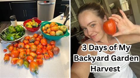 Massive Backyard Garden Harvest Tomatoes Eggplants And Peppers