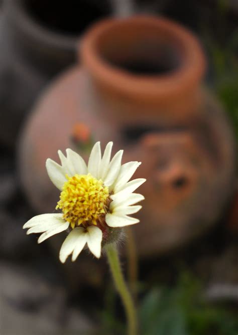 The most popular types of indian flowers can be found throughout the country and often hold special religious or cultural significance to india and its several varieties of roses are found throughout india, but especially in the valley of the flowers. Flower & pot | This is weed flower commonly found in India ...