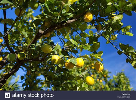 Lemon Orchards Hi Res Stock Photography And Images Alamy