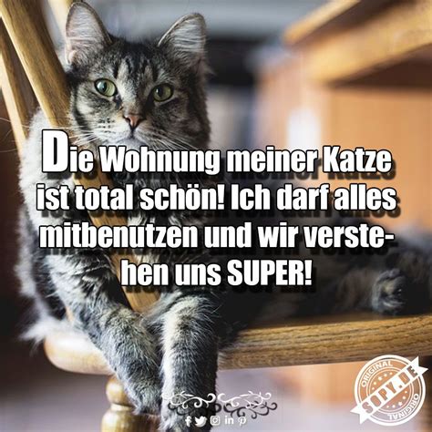 Die katzenhaltung in der wohnung: Die Wohnung meiner | Katzen lustige sprüche, Sprüche katze ...