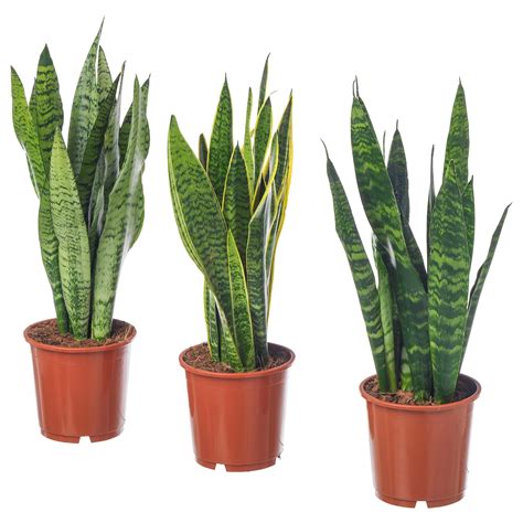 Sansevieria Potted Plant Mother In Laws Tongue 8 Ikea