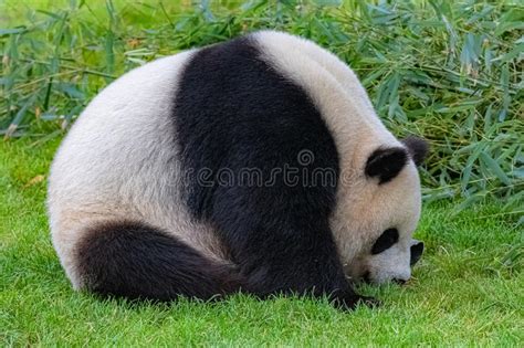 Giant Panda Bear Panda Stock Image Image Of Head Portrait 154724091