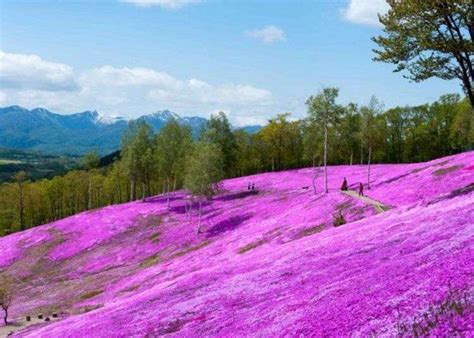 Hokkaido Scenery Japan Has An Incredible 200km ‘flower Road Where