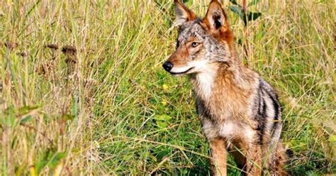 Chicago Pet Owners Beware Its Mating Season For Coyotes Cbs Chicago