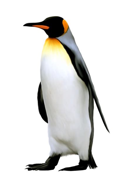 King penguin Antarctica Emperor Penguin - Penguin png download - 409*640 - Free Transparent King ...