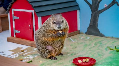 Groundhog day: Milwaukee County Zoo ready to celebrate