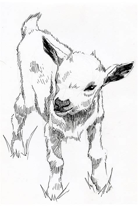 Pen Sketch Illustrationlamb Art By Jonathon B Baker Goat Art