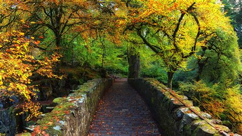 Picture Scotland Dunkeld Perthshire Autumn Nature Bridges 2560x1440