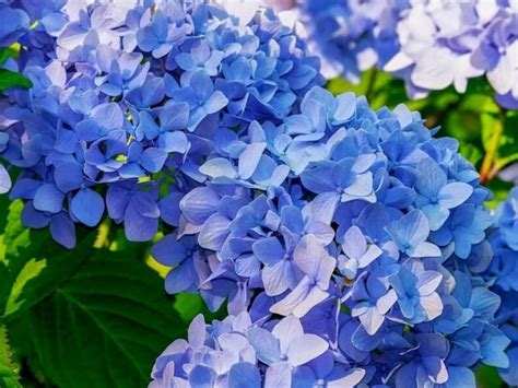 Hydrangea Flowers Different Colors And Meanings