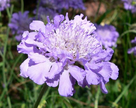 Scabiosa Blue Butterfly Riverside Garden Centre