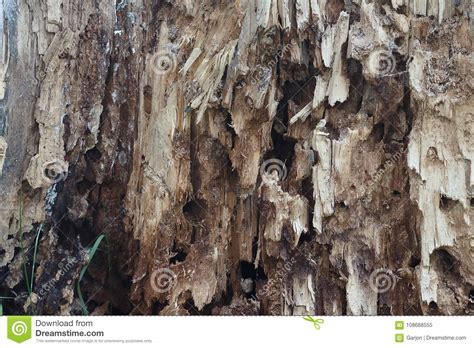 Ruined Rotten Rotten Tree Stock Image Image Of Abstract 108688555