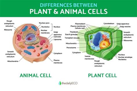 The Differences Between Animal And Plant Cells With Diagrams