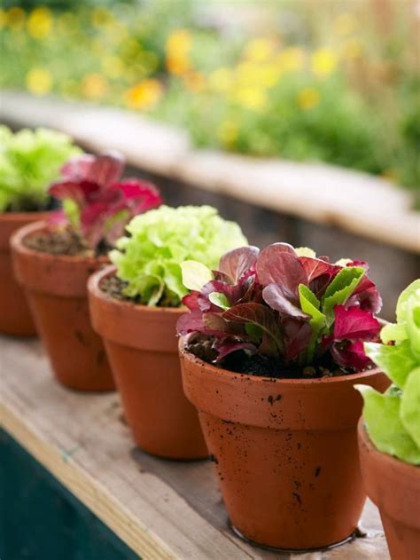 How To Grow Mesclun Salad In A Container Indoor