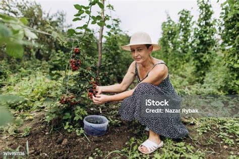 The Beautiful Mature Woman Collecting Homegrown Juicy Blackberries In