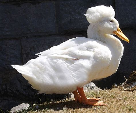 Aflack A White Crested Duck He Was Awesome Duck Pictures Duck
