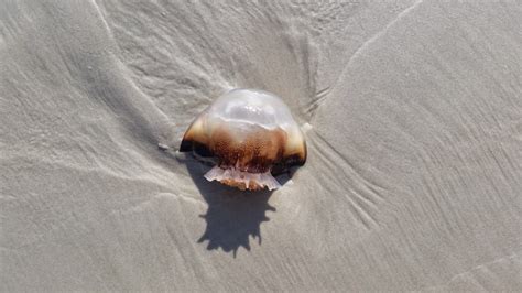 Free Images Hand Beach Jellyfish Invertebrate Close Up Florida