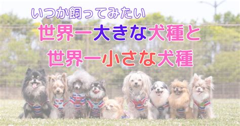 【明日使える犬の雑学】世界一大きい犬種と世界一小さい犬種のベスト3発表 ぽてもちの家