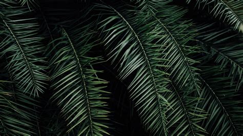Download Wallpaper 3840x2160 Palm Branches Leaves Green 4k Uhd 169