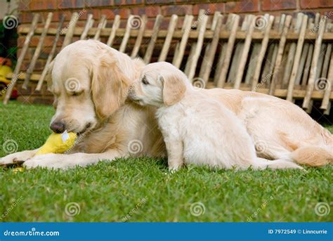 Golden Retriever Gr Puppy Smelling His Mother Royalty Free Stock Images