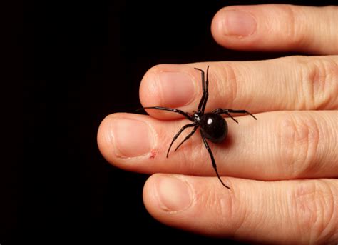 4 Misconceptions About The Black Widow Spider Cbs News