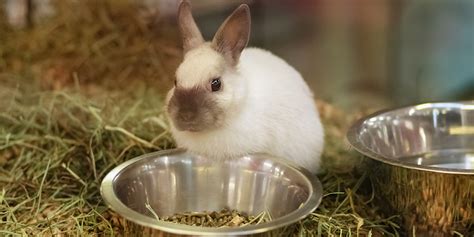 El Enriquecimiento Del Hábitat De Un Conejo Animal Care