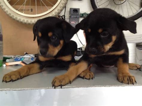 You're ready to adopt a great pet but aren't sure where to start. Labrador Retriever Rottweiler Puppies FOR SALE ADOPTION ...