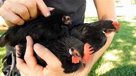 How To Tell A Hen And Rooster With Bantam Chicks Months YouTube