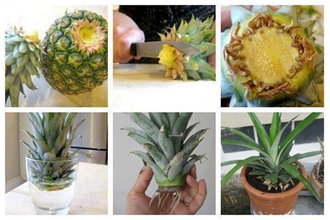 How To Grow A Pineapple In Your Home Or Garden Plant Instructions