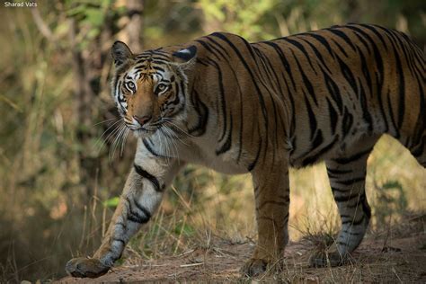 Pench National Park Tiger Safari India Blog