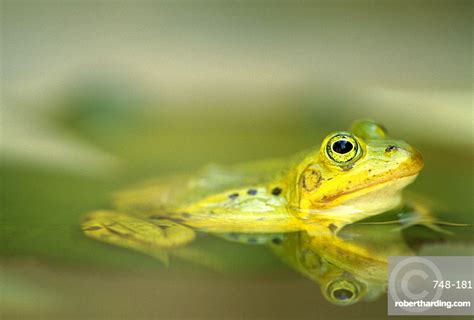 European Edible Frog Rana Esculenta Stock Photo