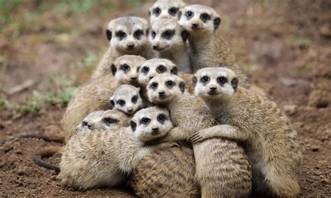 Group Hug Keeping Warm Is Just Simples For These Soggy
