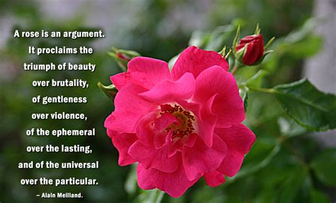 Red Rose Poems And Quotes Quotesgram