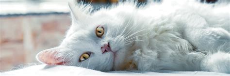 July 4, 2019 by penny berrigan signs of dyspnea include noisy breathing and flared nostrils, as well as exaggerated movement of the similarly, airborne irritants can cause cat bronchitis. Heavy Breathing in Cats: Causes, Concerns & Actions to Take