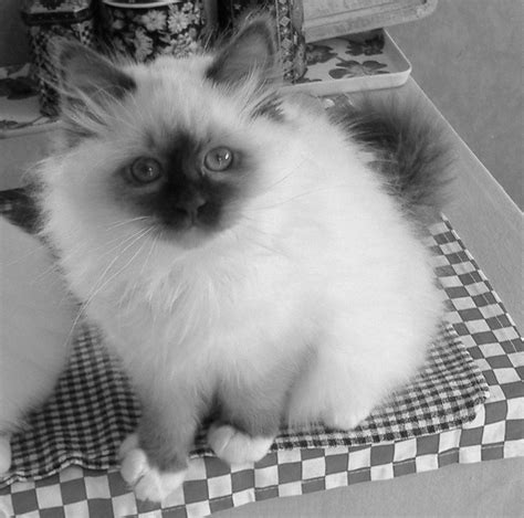 Nzcf Registered Birman Breeder Breeding Beautiful Birman Kittens