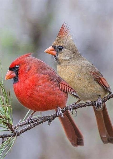 229 Best Red Bird ~ Cardinals Images On Pinterest