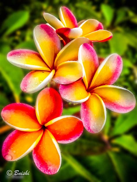 This is believed to be an auspicious flower sent from heaven and was discovered originally in 2010 by a chinese nun in the shape of a small 1mm white flower. Candy Cane - Plumeria shot at Pupukea on a rainy day ...