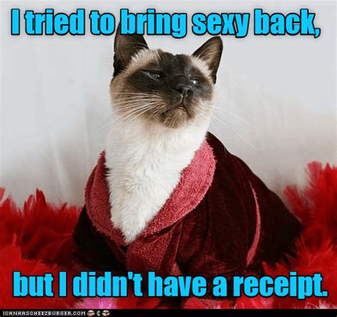 Da Ya Think Im Sexy Lolcats Lol Cat Memes Funny Cats Funny