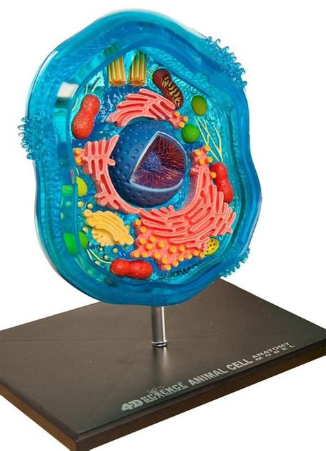 4 D Science Animal Cell Model Animal Cells Model Animal Cell Project