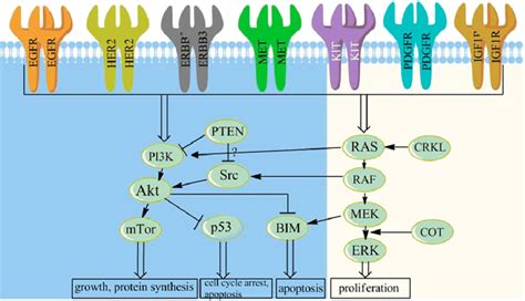 Physiology Of Major Transmembrane Tyrosine Kinase Receptors And