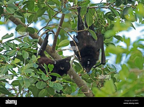 Christmas Island Fruit Bat Pteropus Natalis Hi Res Stock Photography
