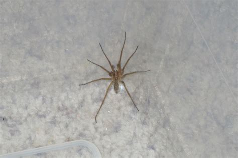 Is This A Brown Recluse Spider Spiders Look Colorado