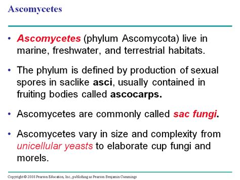 Ascomycetes