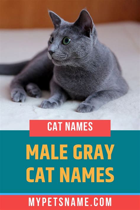 Male Gray Cat Names Grey Cat Names Cat Names Tabby Cat Names